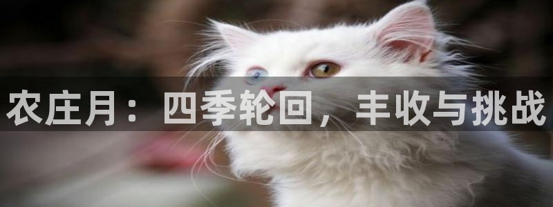 哪个才是九游会