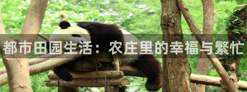 九游会平台体育